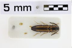 Foto (Dorsalansicht) von Priopus angulatus (Candèze, 1860)